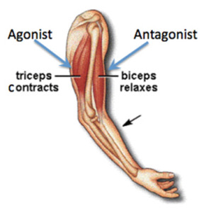 Agonist Antagonist Muscle Groups Illustration