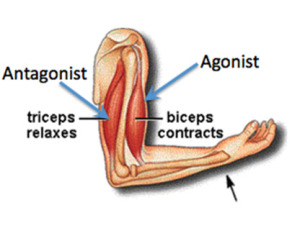 Agonist Antagonist Muscles How They Work
