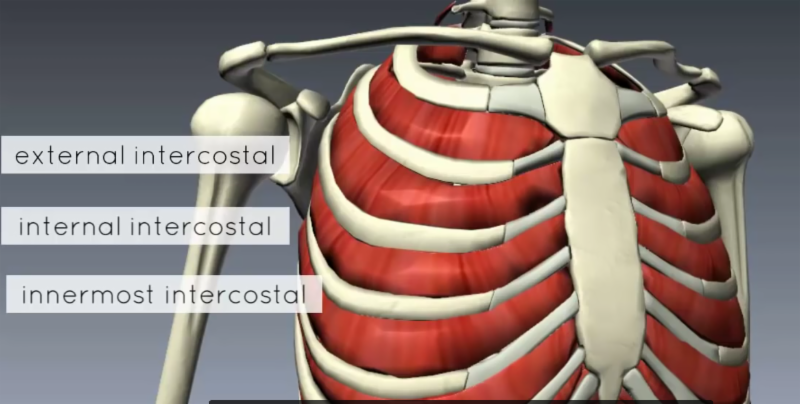 muscles of the thoracic wall, breathing, hot yoga, sterling hot yoga